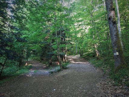 Wald von Rothonne in Belley