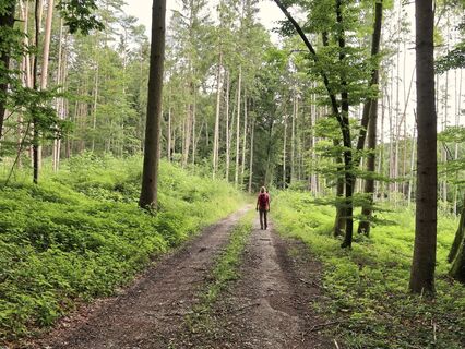 Waldweg bei der Rundwanderung_Fischbach_Oststeiermark