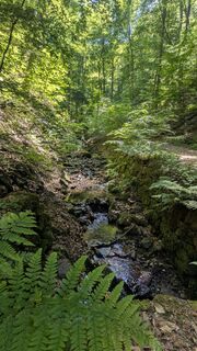 Foto von hochlandfamilie entlang der Tour