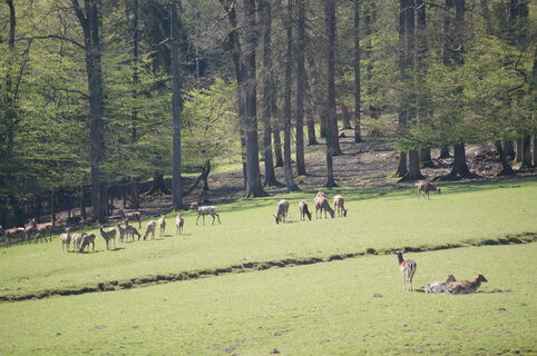 Wildpark Völlinghausen