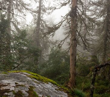 Der mystische Wald ruft