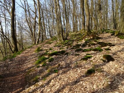 Pfad durch den Wald