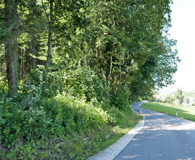 auf dem Weg zum Sonnleithenwald