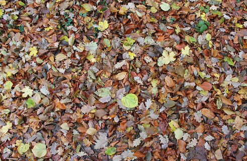 Creuse_Waldbesichtigung_Herbst