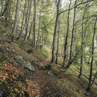 Trail- Route: Gonzenleiter Palfries