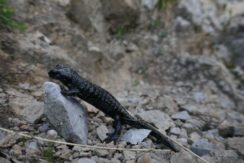 ich treffe einen kleinen Alpensalamander an