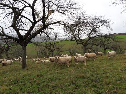 Schafherde auf einer alten Kirschplantage