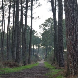 Foret-de-Migelane--EstelleSOLER--13-