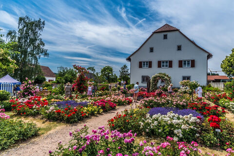 Rosen-Sortiments-Garten Nöggenschwiel