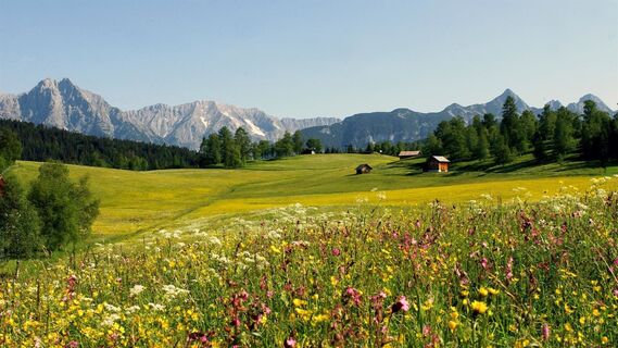 Blumenwiese in Neuleutasch