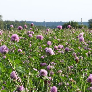 Blumen Kleefeld