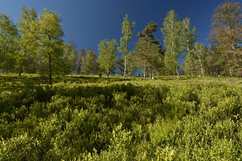 Wald © LTM GmbH, Frank Grawe.JPG