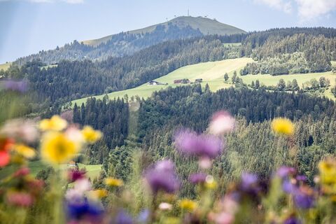 Blumenwiesen in Westendorf (c) TVB Kitzbüheler Alpen-Brixental, Fotograf Mathäus Gartner (5).jpg