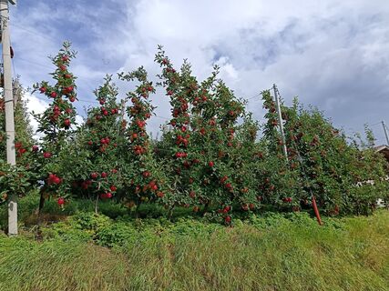 Fotografia z Elisabeth Sieberer na trase