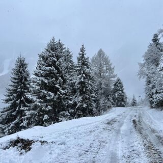 verschneiter Forstweg (Bellevue-Alm Weg)