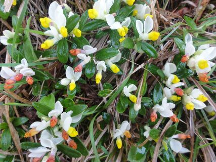 Alpenzwergbuchs- März bis Juni