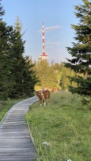 Schöcklplateau