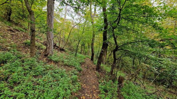 Foto de EP87 a lo largo del recorrido