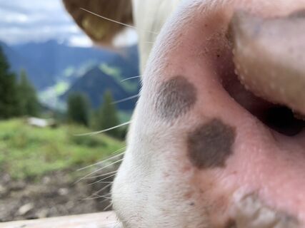 Fotó a Koen De Wit honlapról a túra során