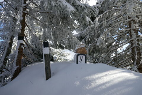 Am Feldkogel