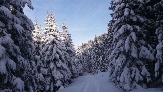 Kurze Schneeschuhrunde auf der Stubalm_Verschneiter Waldweg