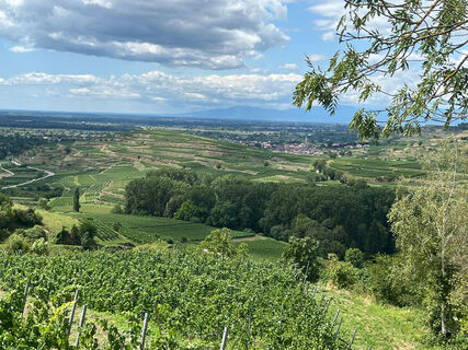Blick auf Ihringen