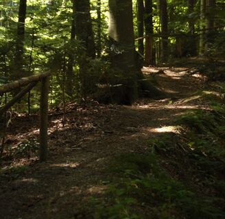 Steg im Wald, St. Ruprecht an der Raab, Oststeiermark