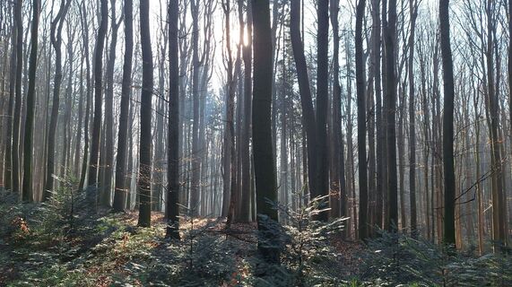Fotografia z Regina Fleischmann na trase