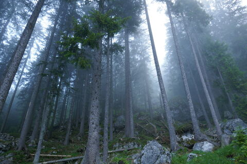 Nebel, Nebel, Nebel,...