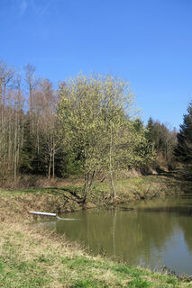 Kleiner Weiher beim Pflanzgarten