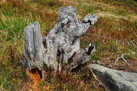 Hochalm aus dem Utschgraben über Eisenpass und Herrenkogel
