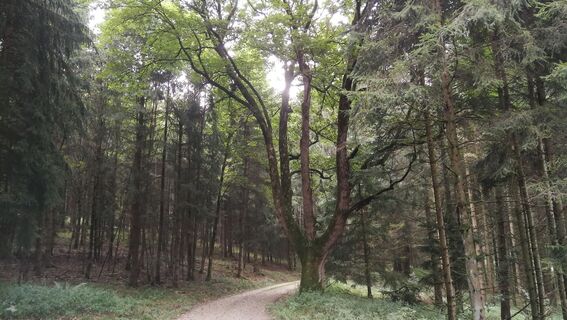 Zwischen Sieglitzbach und Kulmberg