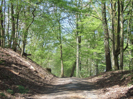 Gemütlicher Waldweg