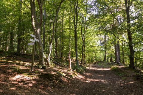 Waldweg