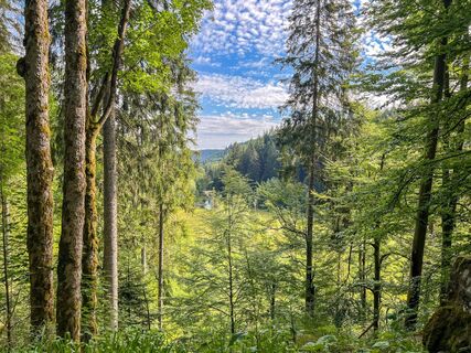 Blick auf den Ellbachsee