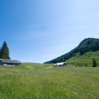 Bergalmen im Hintergrund Regenspitz