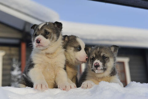 Süße Husky-Babys im Winterdorf Lammintupa, Ruka, Kuusamo