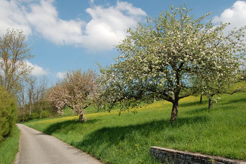 Streuobstwiesen Lienzingen