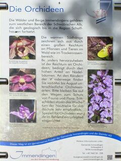 Infotafeln: Orchideen im Hegau