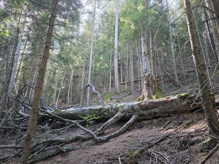 Photo de Michael Kammerer 2 le long du parcours