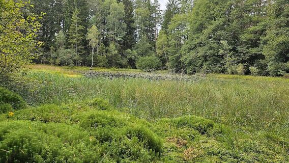 Moor und Sumpf