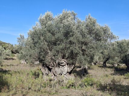 Fotó a Anci Jekovec honlapról a túra során
