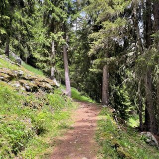 Horumattewald