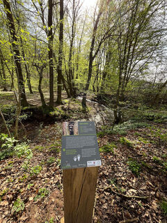 Infostele Waschbär Osterbach Naturpark Reinhardswald