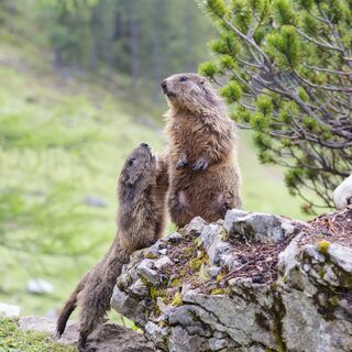 murmeltiere-natur-filzmoos-sommer