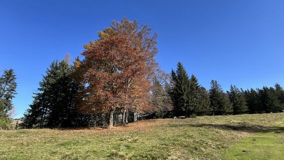 Photo de Yeti am Berg le long du parcours