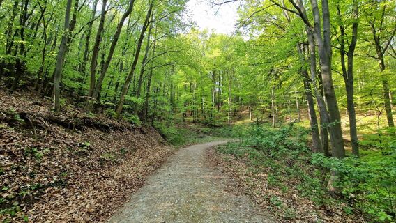 Photo de EP87 le long du parcours