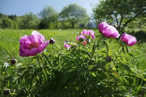 Pfingstrosenblüte in Dromaé