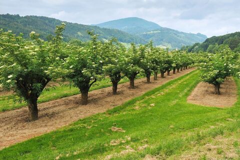 Hollunderblüte mit Blick nach Anger, ApfelLand- Stubenbergsee, Oststeiermark
