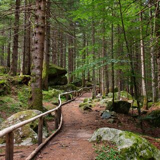 Wald der Bagni di Masino